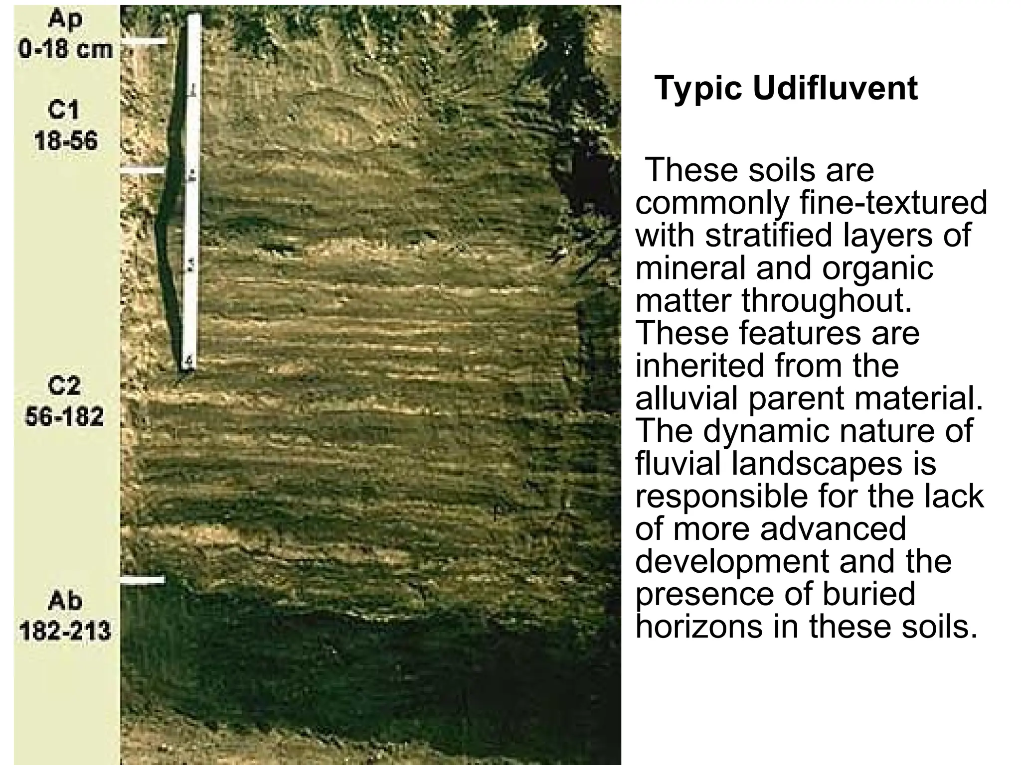 Typic Udifluvent
These soils are
commonly fine-textured
with stratified layers of
mineral and organic
matter throughout.
These features are
inherited from the
alluvial parent material.
The dynamic nature of
fluvial landscapes is
responsible for the lack
of more advanced
development and the
presence of buried
horizons in these soils.
 