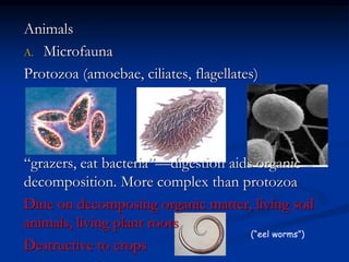 SOILS ppt.ppt