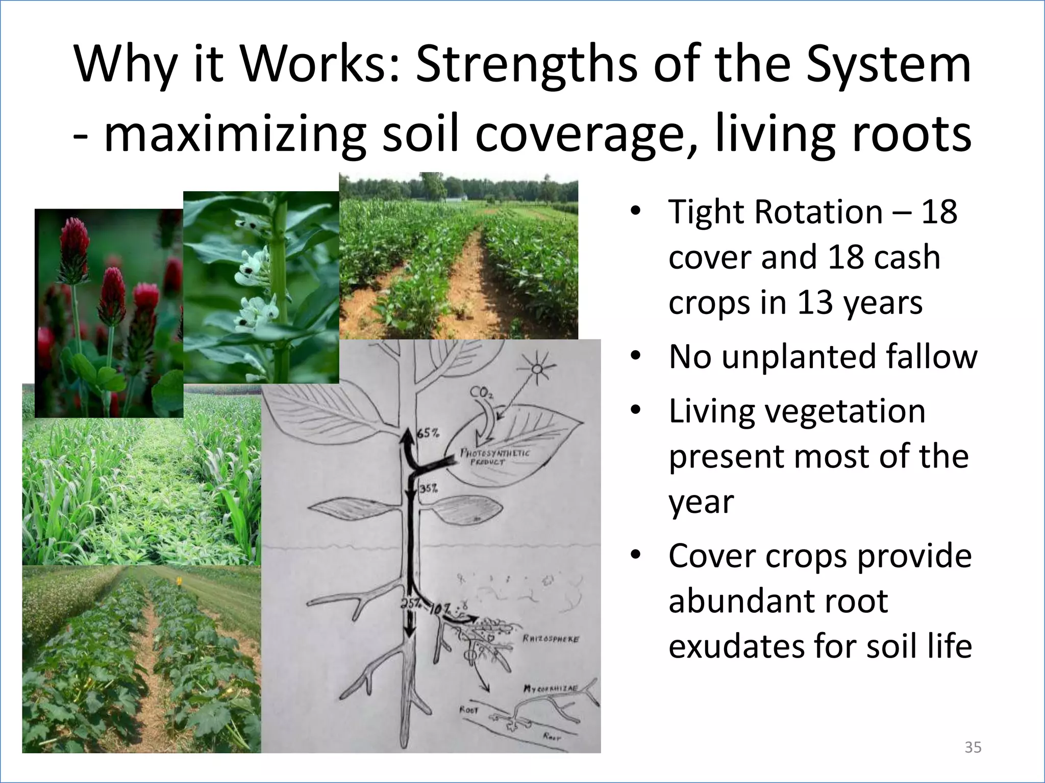 Why it Works: Strengths of the System
- maximizing soil coverage, living roots
• Tight Rotation – 18
cover and 18 cash
crops in 13 years
• No unplanted fallow
• Living vegetation
present most of the
year
• Cover crops provide
abundant root
exudates for soil life
35

 