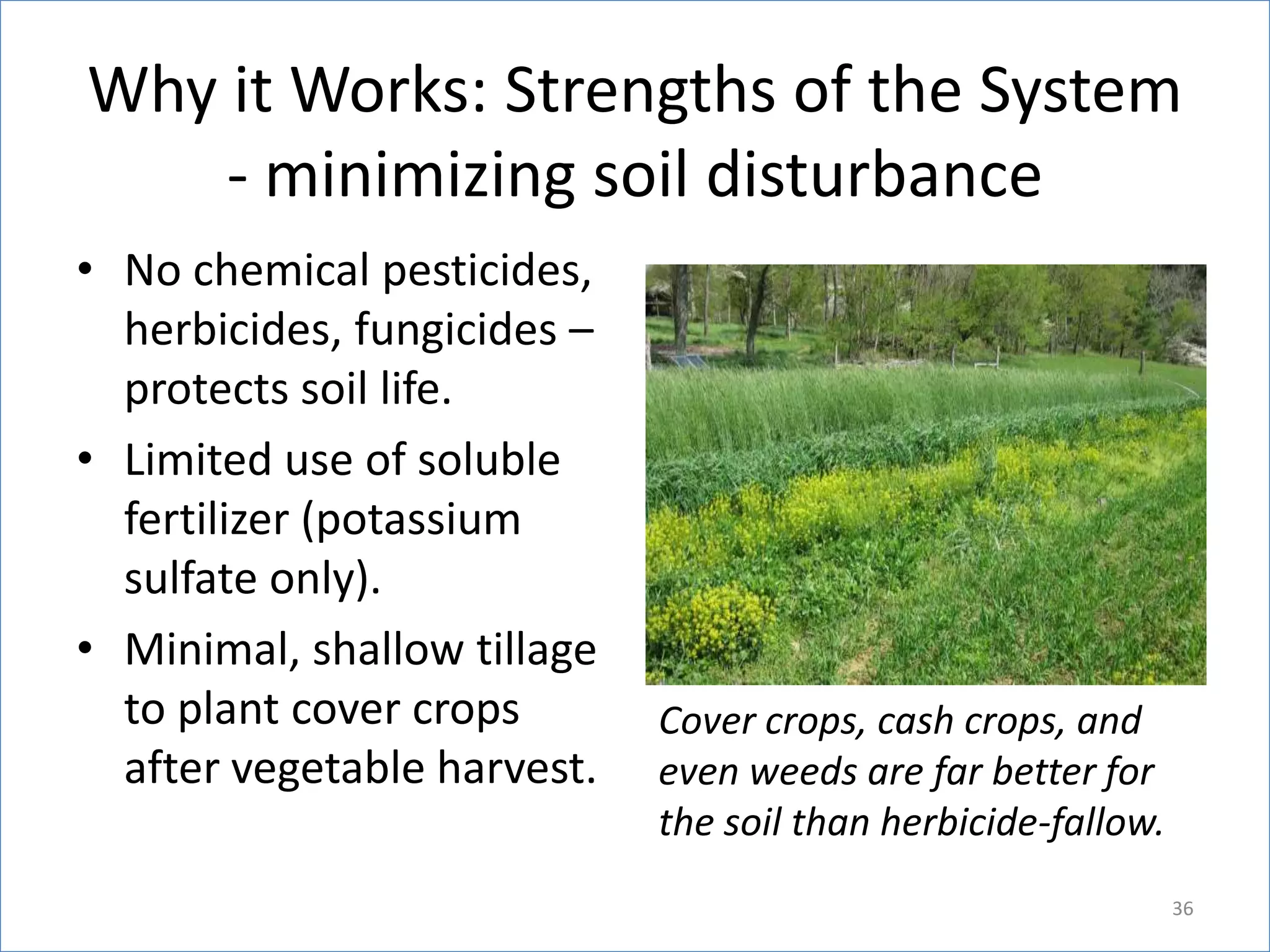 Why it Works: Strengths of the System
- minimizing soil disturbance
• No chemical pesticides,
herbicides, fungicides –
protects soil life.
• Limited use of soluble
fertilizer (potassium
sulfate only).
• Minimal, shallow tillage
to plant cover crops
after vegetable harvest.

Cover crops, cash crops, and
even weeds are far better for
the soil than herbicide-fallow.
36

 
