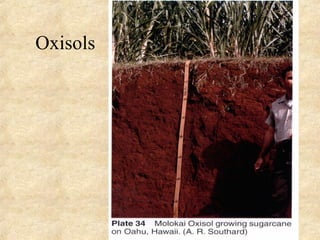 77
Oxisols
 