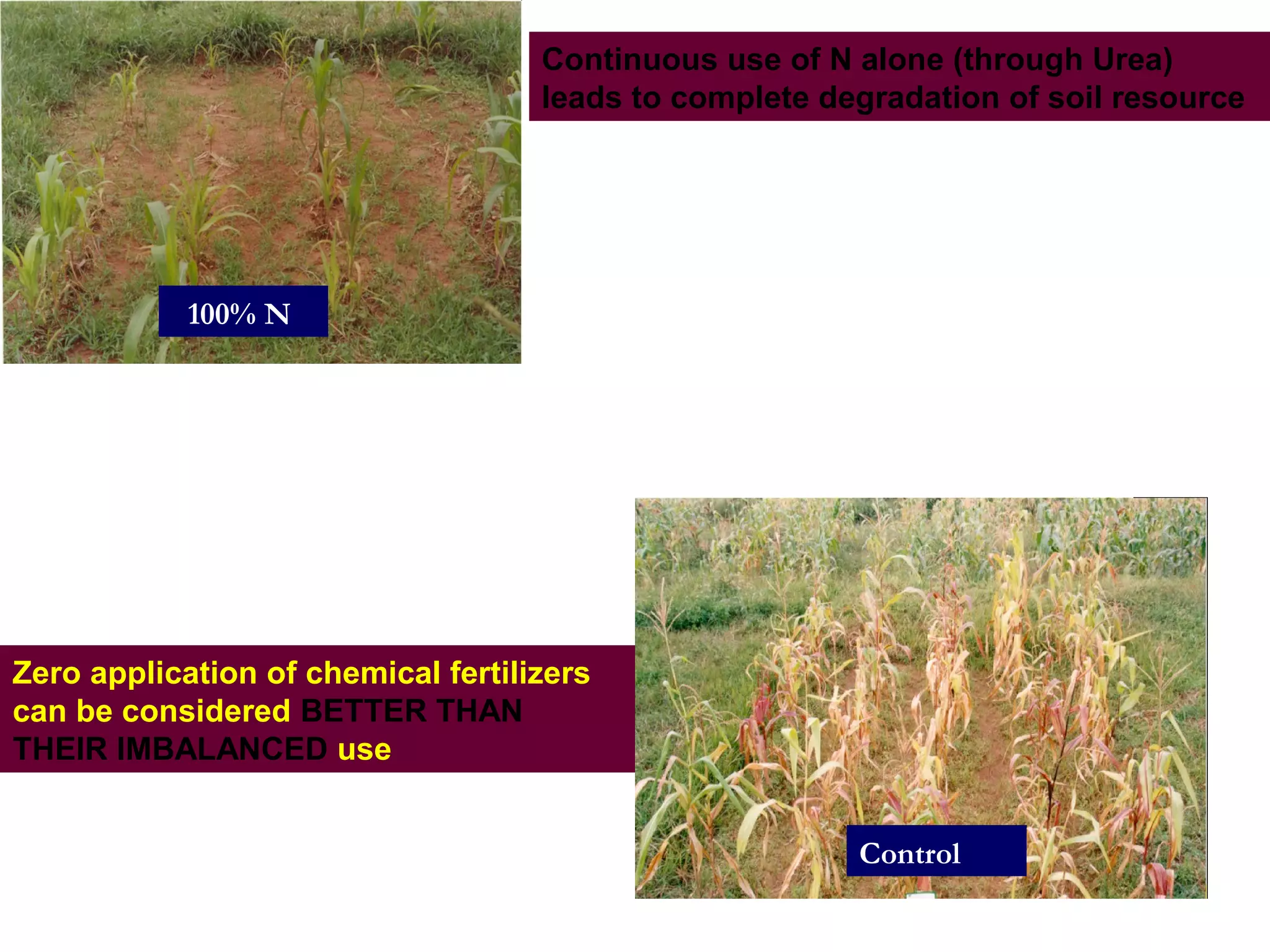 Continuous use of N alone (through Urea)
leads to complete degradation of soil resource
100% N
Control
Zero application of chemical fertilizers
can be considered BETTER THAN
THEIR IMBALANCED use
 