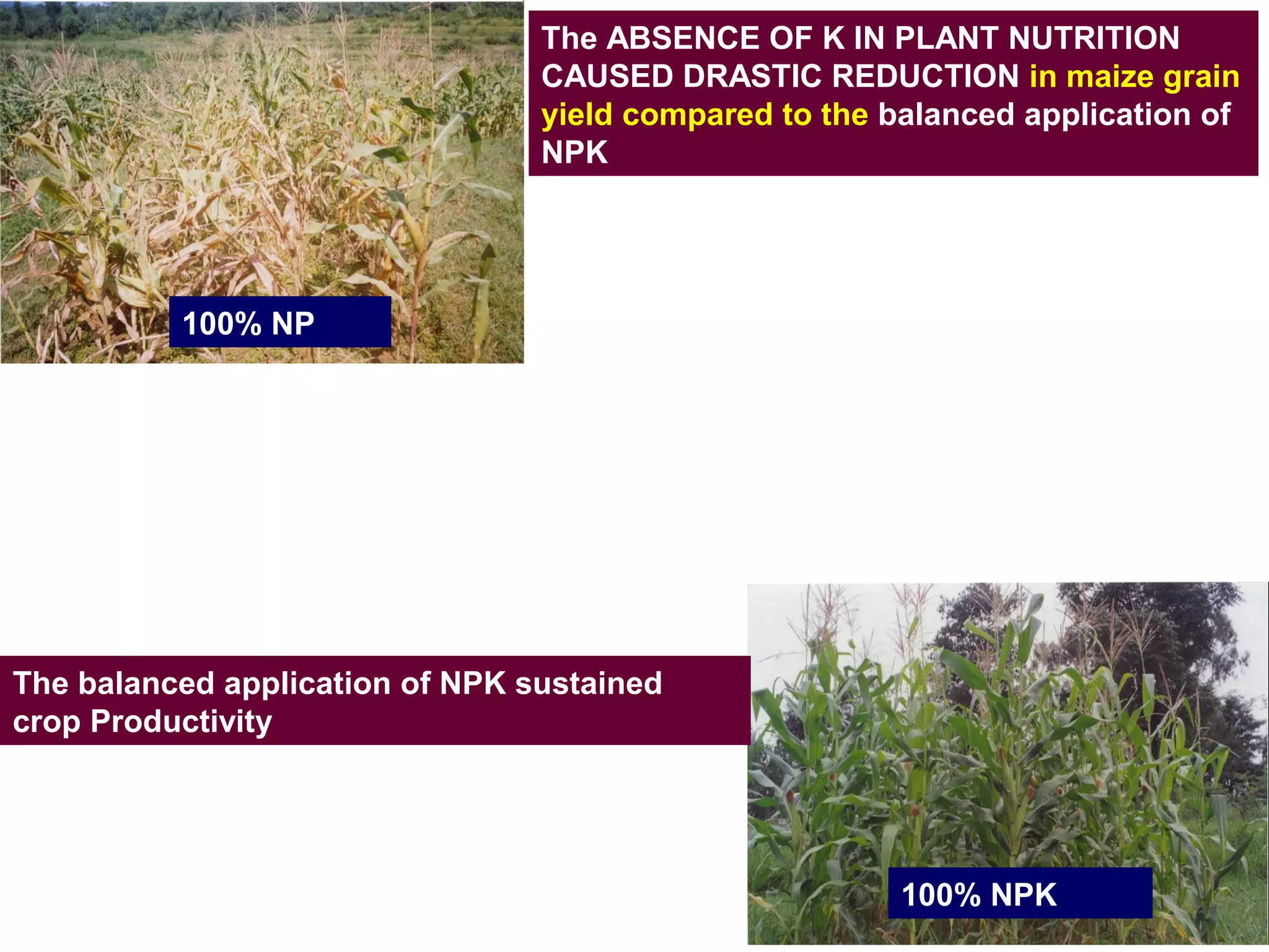 The ABSENCE OF K IN PLANT NUTRITION
CAUSED DRASTIC REDUCTION in maize grain
yield compared to the balanced application of
NPK
100% NPK
The balanced application of NPK sustained
crop Productivity
100% NP
 