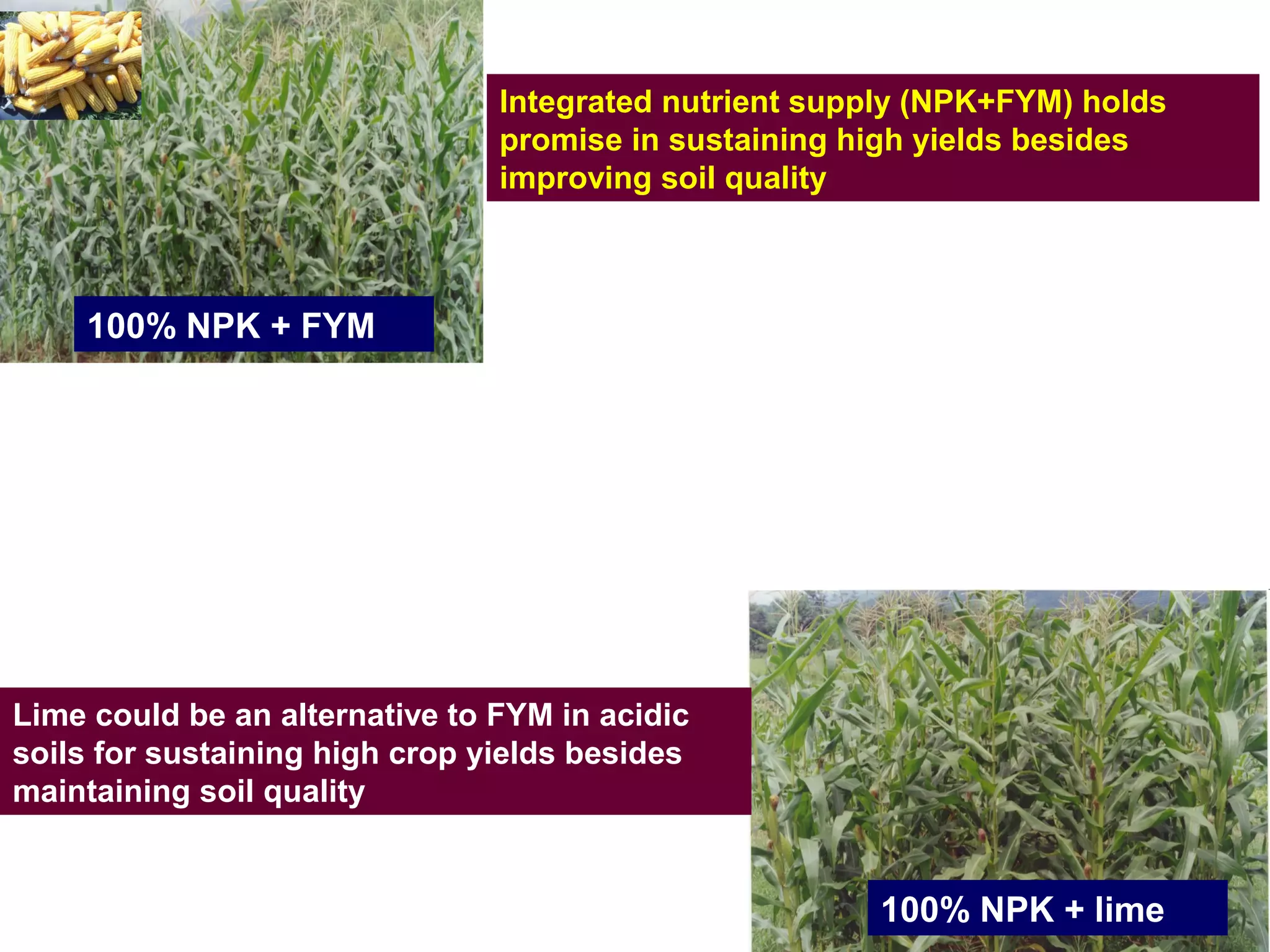 Integrated nutrient supply (NPK+FYM) holds
promise in sustaining high yields besides
improving soil quality
100% NPK + FYM
100% NPK + lime
Lime could be an alternative to FYM in acidic
soils for sustaining high crop yields besides
maintaining soil quality
 