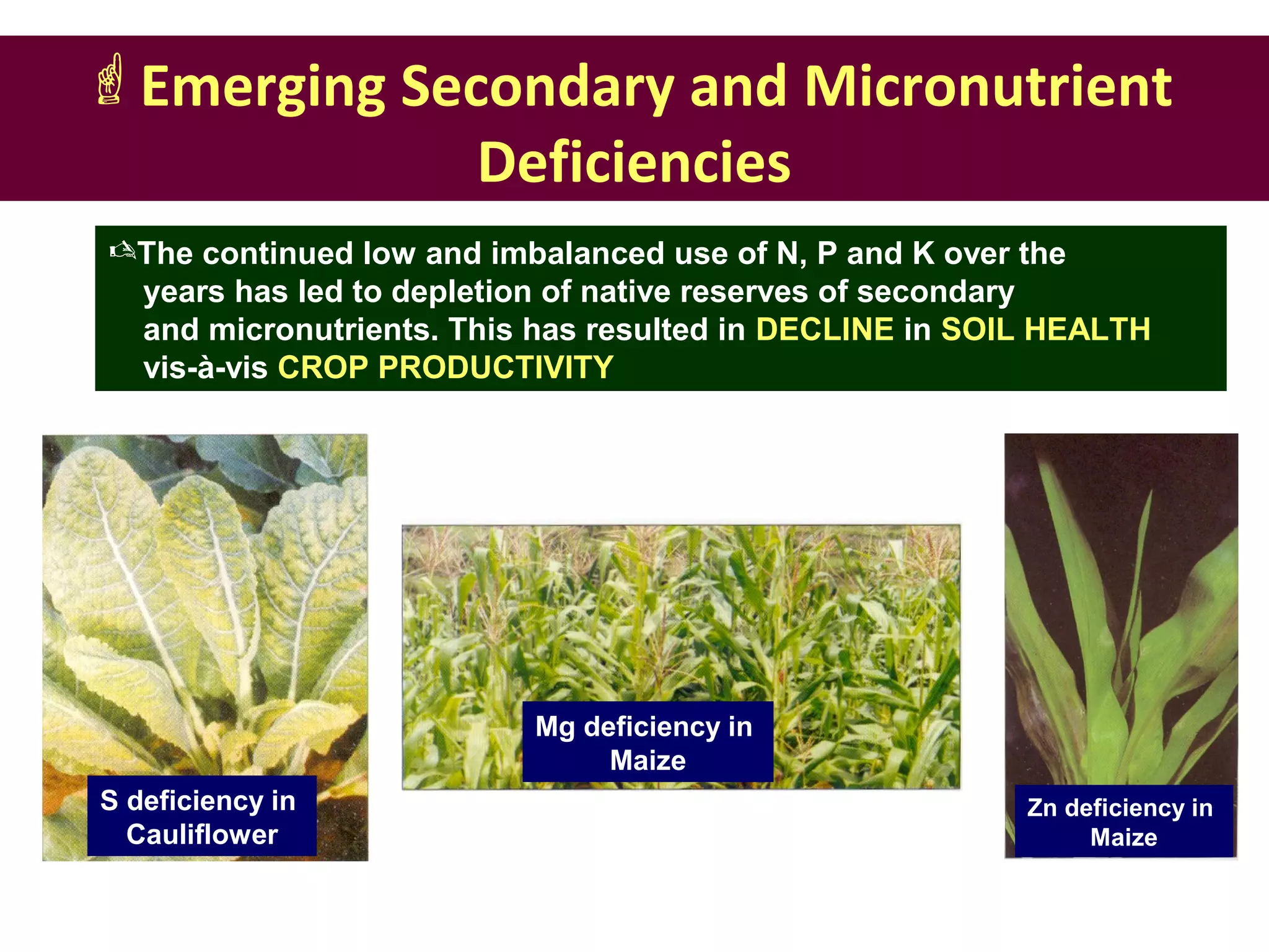 Emerging Secondary and Micronutrient
Deficiencies
The continued low and imbalanced use of N, P and K over the
years has led to depletion of native reserves of secondary
and micronutrients. This has resulted in DECLINE in SOIL HEALTH
vis-à-vis CROP PRODUCTIVITY
S deficiency in
Cauliflower
Zn deficiency in
Maize
Mg deficiency in
Maize
 