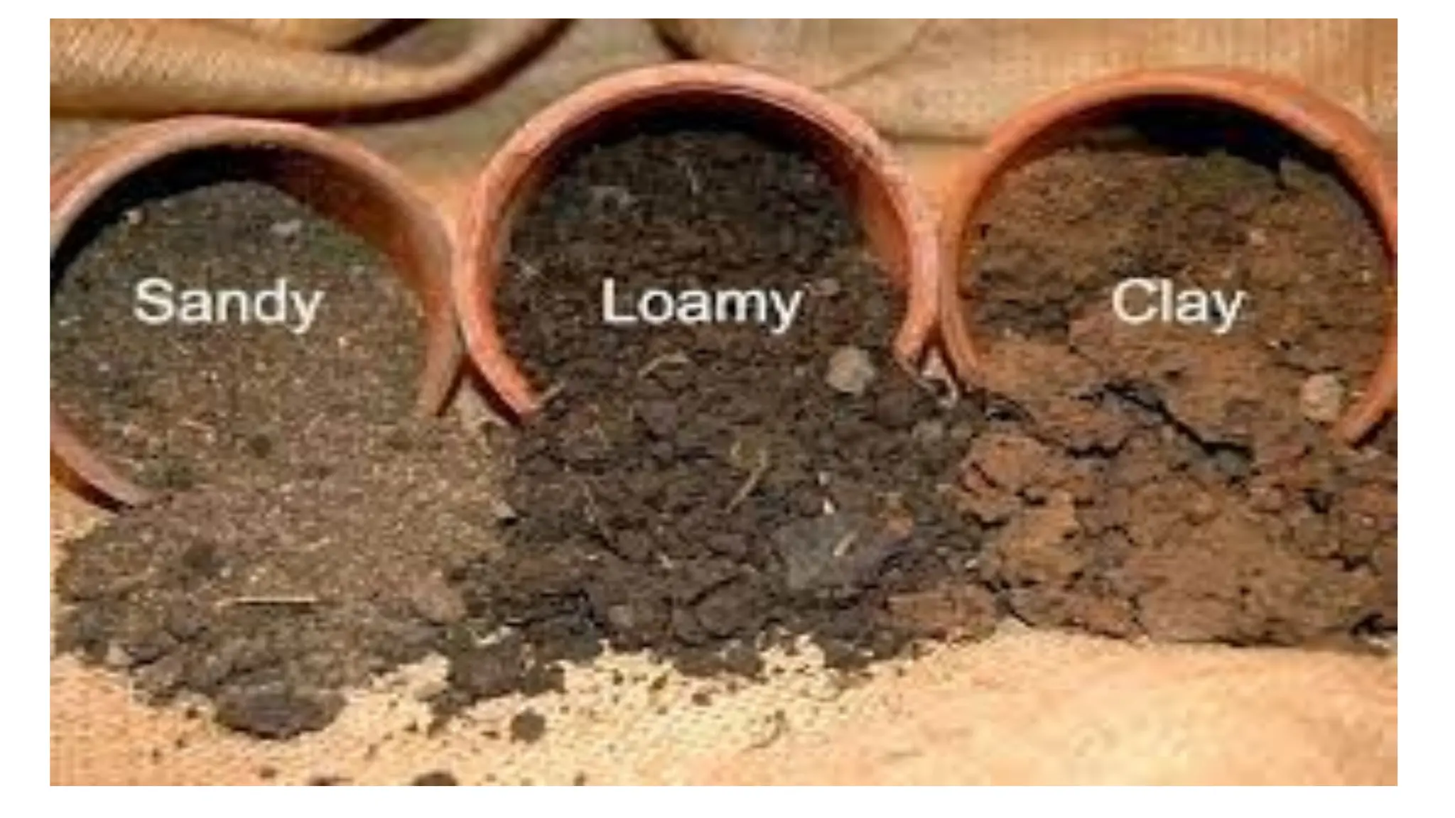 Soil types. abiotic and biotic factors in biomes | PPT