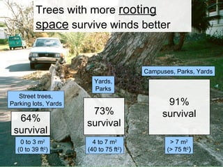 Trees with more rooting
         space survive winds better


                                       Campuses, Parks, Yards
                        Yards,
                        Parks
   Street trees,
Parking lots, Yards                          91%
                       73%                  survival
  64%                 survival
 survival
   0 to 3 m2            4 to 7 m2              > 7 m2
  (0 to 39 ft2)       (40 to 75 ft2)          (> 75 ft2)
 