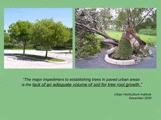 “The major impediment to establishing trees in paved urban areas
is the lack of an adequate volume of soil for tree root growth.”

                                                 Urban Horticulture Institute
                                                           December 2000
 
