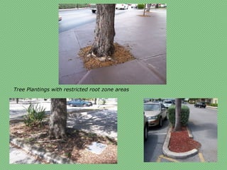 Tree Plantings with restricted root zone areas
 
