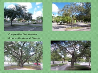 Comparative Soil Volumes
Brownsville Metrorail Station
 