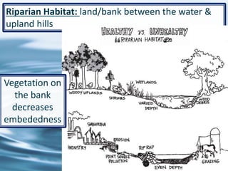 42
Riparian Habitat: land/bank between the water &
upland hills
Vegetation on
the bank
decreases
embededness
 