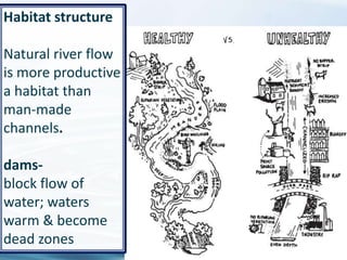 39
Habitat structure
Natural river flow
is more productive
a habitat than
man-made
channels.
dams-
block flow of
water; waters
warm & become
dead zones
 