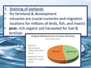 79
1. Draining of wetlands
• for farmland & development
• estuaries are crucial nurseries and migration
locations for millions of birds, fish, and insects
• peat- rich organic soil harvested for fuel &
fertilizer
 