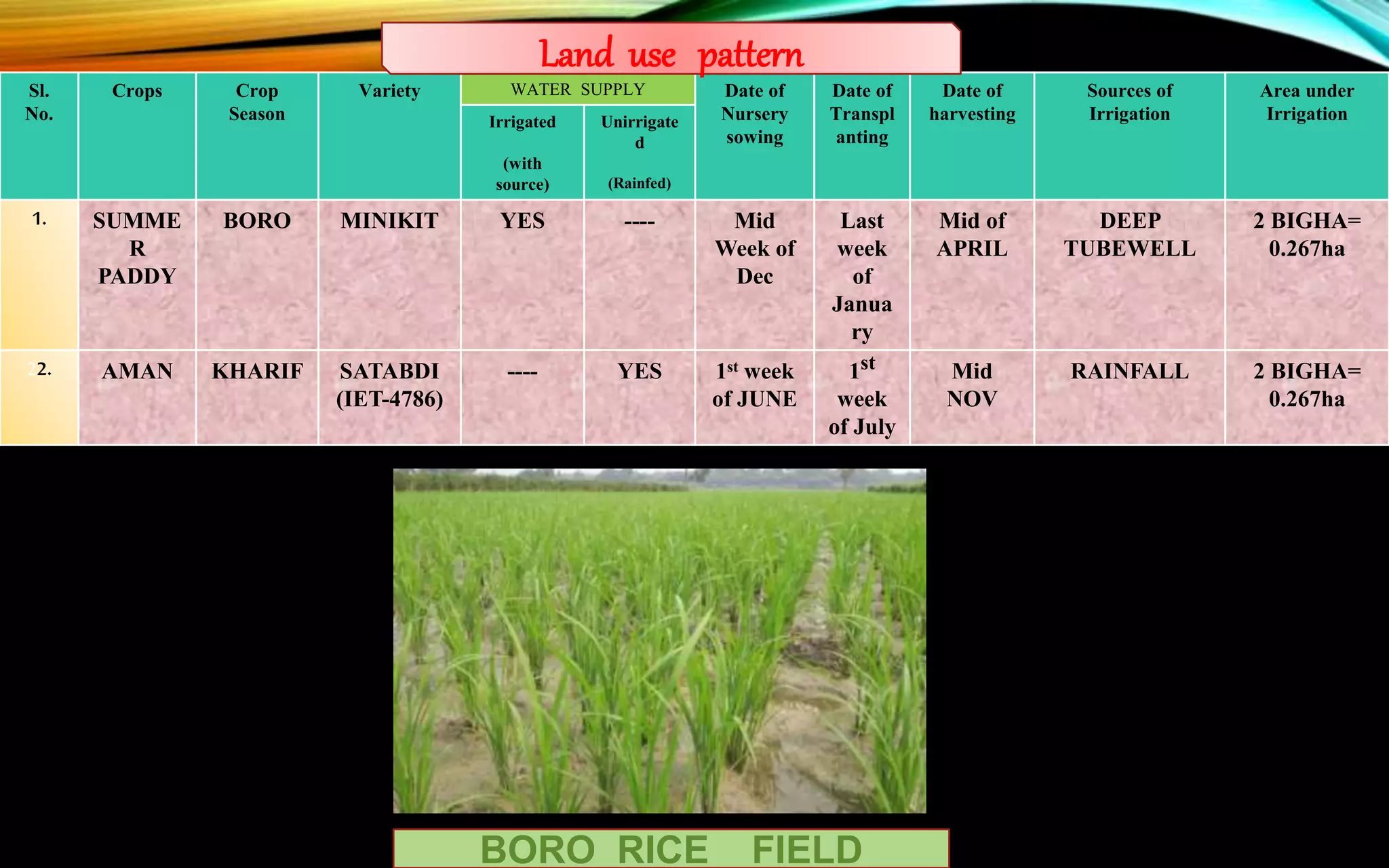 Sl.
No.
Crops Crop
Season
Variety WATER SUPPLY Date of
Nursery
sowing
Date of
Transpl
anting
Date of
harvesting
Sources of
Irrigation
Area under
IrrigationIrrigated
(with
source)
Unirrigate
d
(Rainfed)
1. SUMME
R
PADDY
BORO MINIKIT YES ---- Mid
Week of
Dec
Last
week
of
Janua
ry
Mid of
APRIL
DEEP
TUBEWELL
2 BIGHA=
0.267ha
22. AMAN KHARIF SATABDI
(IET-4786)
---- YES 1st week
of JUNE
1st
week
of July
Mid
NOV
RAINFALL 2 BIGHA=
0.267ha
Land use pattern
BORO RICE FIELD
 