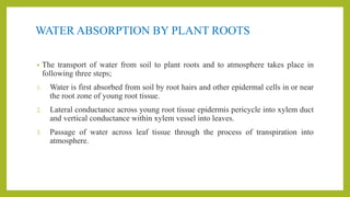 WATER ABSORPTION BY PLANT ROOTS
• The transport of water from soil to plant roots and to atmosphere takes place in
following three steps;
1. Water is first absorbed from soil by root hairs and other epidermal cells in or near
the root zone of young root tissue.
2. Lateral conductance across young root tissue epidermis pericycle into xylem duct
and vertical conductance within xylem vessel into leaves.
3. Passage of water across leaf tissue through the process of transpiration into
atmosphere.
 
