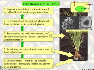 Salt Around Roots SOIL Where rice and salt live together.ppt