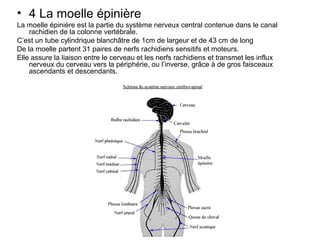 Lc Rachidien neuro chirurgieSoins infirmiers en_neurochirurgie | PPT
