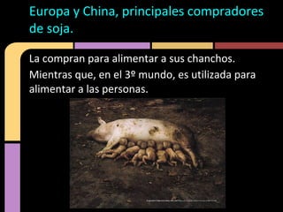 La compran para alimentar a sus chanchos.
Mientras que, en el 3º mundo, es utilizada para
alimentar a las personas.
Europa y China, principales compradores
de soja.
 