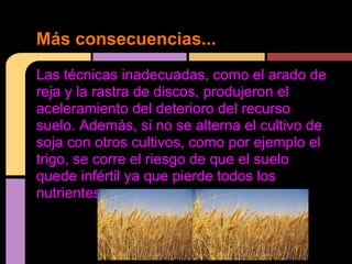 Las técnicas inadecuadas, como el arado de
reja y la rastra de discos, produjeron el
aceleramiento del deterioro del recurso
suelo. Además, si no se alterna el cultivo de
soja con otros cultivos, como por ejemplo el
trigo, se corre el riesgo de que el suelo
quede infértil ya que pierde todos los
nutrientes que posee.
Más consecuencias...
 