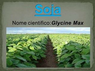 Nome cientifico:Glycine Max
 