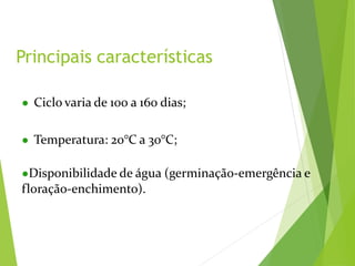 ● Ciclo varia de 100 a 160 dias;
● Temperatura: 20°C a 30°C;
●Disponibilidade de água (germinação-emergência e
floração-enchimento).
Principais características
 
