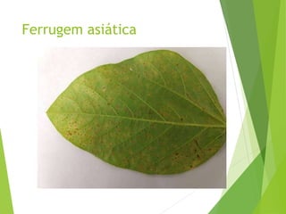 Ferrugem asiática
 