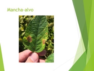 Mancha-alvo
 