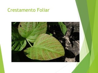Crestamento Foliar
 