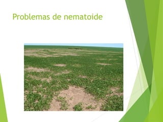 Problemas de nematoide
 