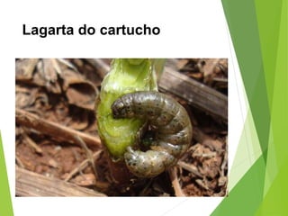 Lagarta do cartucho
 