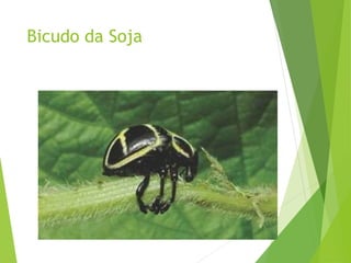 Bicudo da Soja
 