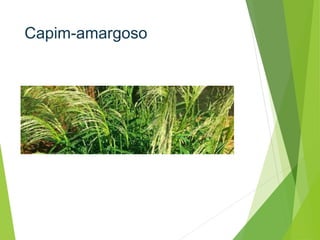 Capim-amargoso
 
