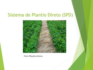 Sistema de Plantio Direto (SPD)
Fonte: Blog das culturas.
 