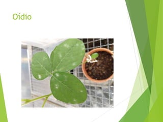 Oídio
 