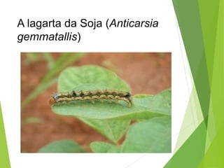 A lagarta da Soja (Anticarsia
gemmatallis)
 