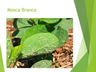 Mosca Branca
 