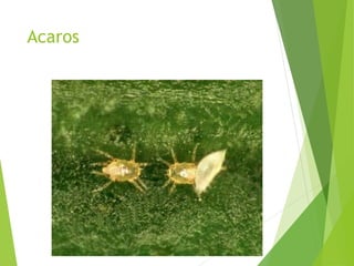Acaros
 