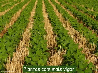 Plantas com mais vigor
 