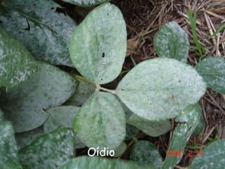 Oídio
 