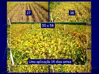 27                          38


          50 a 58


39                         42




41Uma aplicação 14 dias antes42
 