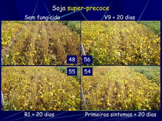 Soja super-precoce
Sem fungicida               V9 + 20 dias




                48   56

                55   54




R1 + 20 dias         Primeiros sintomas + 20 dias
 