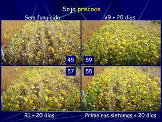 Soja precoce
Sem fungicida                  V9 + 20 dias




                 45    59

                 57    55




R1 + 20 dias           Primeiros sintomas + 20 dias
 