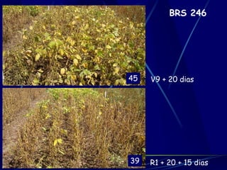 BRS 246




45   V9 + 20 dias




39   R1 + 20 + 15 dias
 