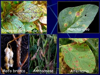 Doenças de final de ciclo     Mancha-alvo




Mofo branco      Antracnose    Alternaria
 