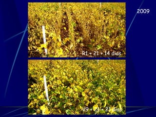 2009




R1 + 21 + 14 dias




V9 + 21 + 21 dias
 