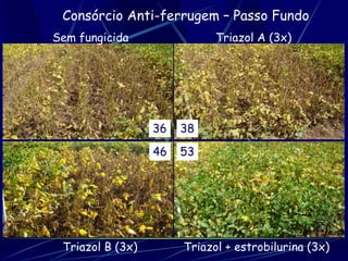 Consórcio Anti-ferrugem – Passo Fundo
Sem fungicida                Triazol A (3x)




                  36   38
                  46   53




 Triazol B (3x)        Triazol + estrobilurina (3x)
 