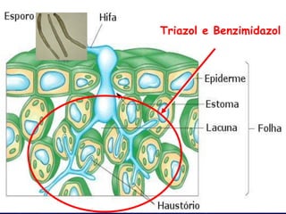 Triazol e Benzimidazol
 