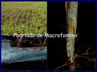 Podridão de Macrofomina
 