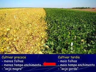 Cultivar precoce           Cultivar tardia
- menos folhas             - mais folhas
- menos tempo enchimento   - mais tempo enchimento
- “soja magra”             - “soja gorda”
 