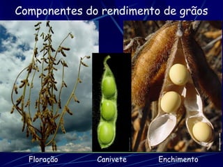 Componentes do rendimento de grãos




  Floração    Canivete   Enchimento
 
